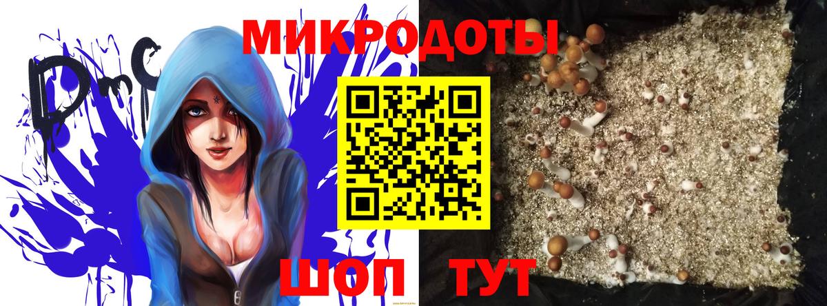 Галлюциногенные грибы Psilocybe Кашира